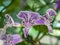 Closeup Mona Lavender flower