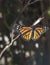 Closeup of a Monarch Butterfly