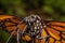 Closeup Monarch Butterfly