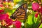 Closeup Monarch Butterfly