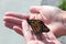 Closeup of a monarch butterfly crawling on a human hand