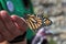 Closeup of a monarch butterfly crawling on a human hand