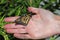 Closeup of a monarch butterfly crawling on a human hand