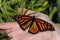 Closeup of a monarch butterfly crawling on a human hand