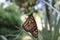 Closeup of a monarch butterfly (Danaus plexippus) on a plant