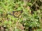Closeup of Monarch butterfly (Danaus plexippus) resting on branch along hiking trail at Presqu\\\'ile