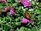 Closeup of the monarch butterfly, Danaus plexippus on summer lilac.