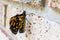 Closeup of a monarch butterfly (Danaus plexippus) on a wall