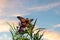 Closeup of a Monarch butterfly pollinating a purple flowers under the bright blue sky with clouds