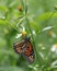 Closeup of Monarch butterfly in profile on flowers