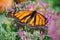 A closeup of a monarch butterfly on purple flowers.