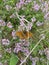 Closeup monarch Butterfly sitting on flowers