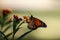 Closeup of Monarch butterly against green and yellow bokeh background