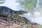 Closeup of monitor lizard - Varanus on green grass focus on the