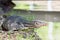 Closeup of monitor lizard - Varanus on green grass focus on the