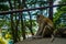 Closeup of monkey in Batu Caves, Malaysia