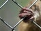 Closeup of a monkey hand and fingers clinging to cage in zoo demonstrating the cruelty of animals in captivity and animal rights