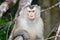 Closeup Monkey portrait