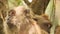 Closeup Monkey Sits Hands Scrub Friend on Tree in Park