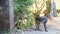 Closeup Monkey Walks along Path by Plants in Park