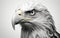 Closeup Monochrome Shot of an American Bald Eagle\\\