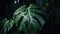 Closeup of Monstera tropical plant leaves with rain drops. Green natural backdrop. Generative AI