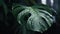 Closeup of Monstera tropical plant leaves with rain drops. Green natural backdrop. Generative AI