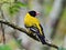Closeup of Montane Oriole bird perched on small branch against blurred background