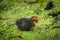 Closeup of a Moorhen chick resting on a pond covered in algae