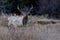 Closeup of a moose in a field covered in the snow in the evening with a blurry background