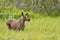 Closeup of a moose in the fields of Norway during daylight