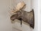 Closeup of a moose head mounted on a wall