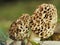 Closeup of Morchella esculenta or common morel or Amigasatake