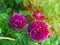 Closeup of morning dew covered flower of Rose 'Munstead Wood' Au