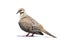 Closeup of a Morning Dove Isolated on a White Background