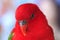 Closeup,Morotai Yellow-backed Lory ,Red Parrot