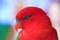 Closeup,Morotai Yellow-backed Lory ,Red Parrot