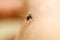 Closeup mosquito