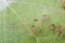 Closeup of mosquito larva and pupa found on potted plants stagnant water