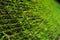 Closeup moss and fern grow on the surface of bricklayer wall with blurred green background
