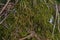 closeup of moss in the forest. Moss sprinkled with spruce needles