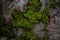 Closeup of moss growing on stone in the wilderness