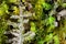 Closeup of moss plants covered by calcareous sinter