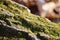 Closeup of a mossy stone against the blurred background