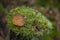 Closeup of mossy stump with a mushroom above and dry pine needles in the autumn forest, forest substrate, fallen autumn foliage,