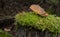 Closeup of mossy stump with a mushroom above and dry pine needles in the autumn forest, forest substrate, fallen autumn foliage,