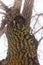 A closeup of a mossy tree trunk going up from a low angle. Misty sky