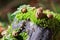 Closeup mossy trunk in forest