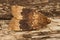 Closeup of the moth, Amphipyra perflua, on a piece of wood