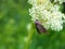 Closeup moth on meadow-sweetflower